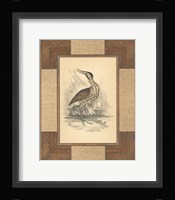 Marshland Bittern Fine Art Print