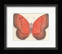 Butterfly I Framed Print