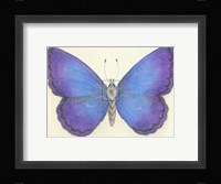 Butterfly II Fine Art Print