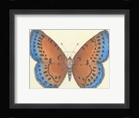 Butterfly III Fine Art Print