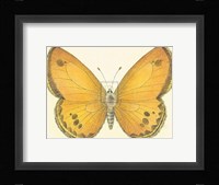 Butterfly V Fine Art Print