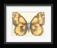 Butterfly VI Fine Art Print