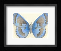 Butterfly VII Fine Art Print