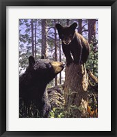 Stump Jumper Fine Art Print