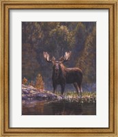 North Country Moose detail Fine Art Print