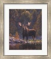 North Country Moose detail Fine Art Print