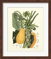 Island Fruits IV Giclee