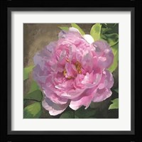 Peony In Pink I Framed Print