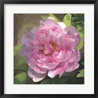 Peony In Pink I Giclee