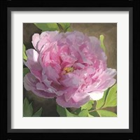 Peony In Pink II Framed Print