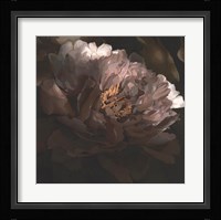 Moonlit Peony I Framed Print