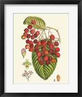 Crimson Berries II Giclee