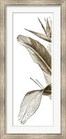 Bird Of Paradise Triptych I Giclee