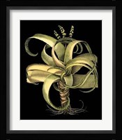 Dramatic Aloe I Giclee