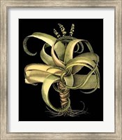 Dramatic Aloe I Giclee