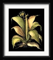 Dramatic Aloe II Giclee