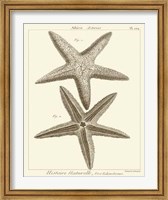 Striking Starfish I Giclee