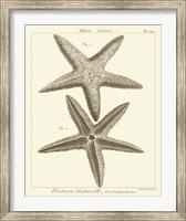 Striking Starfish I Giclee
