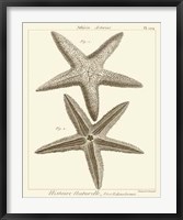 Striking Starfish I Giclee