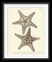 Striking Starfish II Giclee