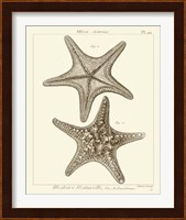 Striking Starfish II Giclee