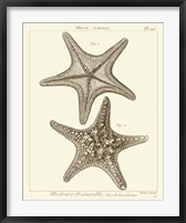 Striking Starfish II Giclee