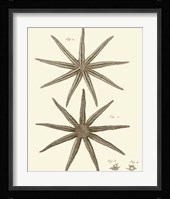 Striking Starfish III Giclee