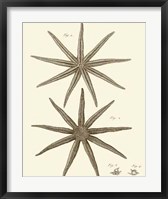 Striking Starfish III Giclee