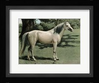 Cassell's Horse I Giclee