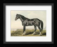 Cassell's Horse II Giclee