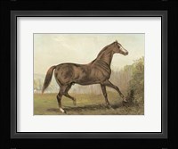 Cassell's Horse III Giclee
