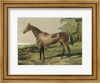 Cassell's Horse IV Giclee
