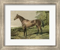 Cassell's Horse IV Giclee