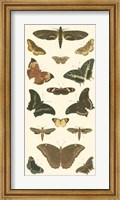 Butterfly Panel II Giclee