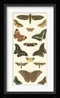Butterfly Panel II Giclee