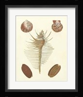 Knorr Shells I Giclee