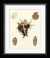 Knorr Shells II Giclee