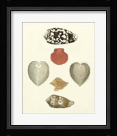 Knorr Shells III Giclee