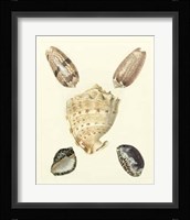 Knorr Shells IV Giclee