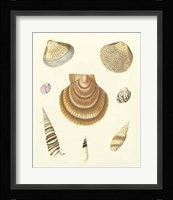 Knorr Shells V Giclee