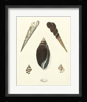 Knorr Shells VI Giclee