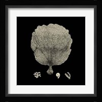 Black And Tan Coral II Giclee