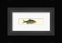 Fish Anthology I Fine Art Print