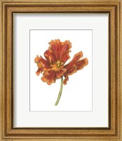 Tulip Beauty I Fine Art Print