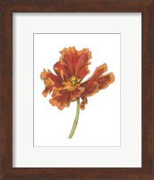 Tulip Beauty I Fine Art Print