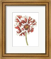 Tulip Beauty III Fine Art Print