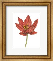 Tulip Beauty IV Fine Art Print