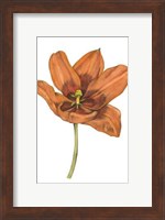 Tulip Beauty V Fine Art Print