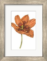 Tulip Beauty V Fine Art Print