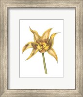 Tulip Beauty VI Fine Art Print